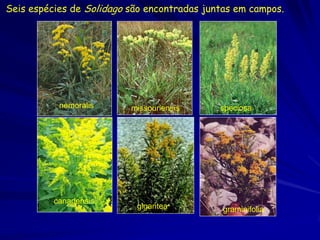 Seis espécies de Solidago são encontradas juntas em campos.




           nemoralis      missouriensis      speciosa




          canadensis
                           gigantea           graminifolia
 