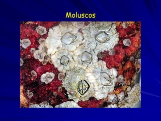 Moluscos
 