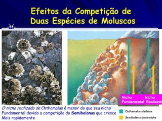 Efeitos da Competição de
              Duas Espécies de Moluscos




                                                            Nicho      Nicho
                                                            Fundamental Realizado
O nicho realizado de Chthamalus é menor do que seu nicho
Fundamental devido a competição do Semibalanus que cresce
Mais rapidamente
 