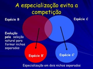 A especialização evita a
            competição
Espécie B                                     Espécie C



Evolução
pela seleção
natural para
formar nichos
separados

                Espécie B’          Espécie C’


            Especialização em dois nichos separados
 