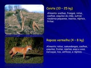 Coiote (10 – 25 kg)
Alimento: ovelhas, frangos, ratos,
coelhos, esquilos de chão, outros
roedores pequenos, insetos, répteis,
fritas.




Raposa vermelha (4 – 8 kg)

Alimento: ratos, camundongos, coelhos,
esquilos, frutas, insetos, aves e ovos.
Carcaças, lixo, anfíbios, e répteis.
 