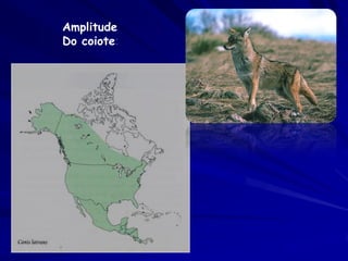 Amplitude
Do coiote:
 