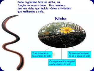 Cada organismo tem um nicho, ou
função no ecossistema. Uma minhoca
tem um nicho que incluía várias atividades
que melhoram o solo.

                                Nicho




           Traz minerais a                  Ajuda a penetração
           Superfície do solo               do ar e água no solo

                           Carrega matéria vegetal
                           morta abaixo do solo
 