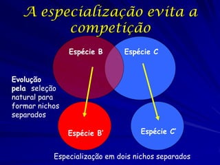 A especialização evita a
         competição
                Espécie B      Espécie C


Evolução
pela seleção
natural para
formar nichos
separados

                Espécie B’         Espécie C’


           Especialização em dois nichos separados
 