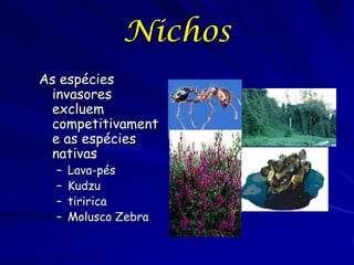 Nichos
As espécies
 invasores
 excluem
 competitivament
 e as espécies
 nativas
  –   Lava-pés
  –   Kudzu
  –   tiririca
  –   Molusco Zebra
 