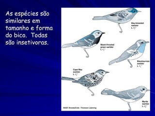 As espécies são
similares em
tamanho e forma
do bico. Todas
são insetivoras.
 