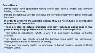 Panda Bears
• Panda bears have specialized niches where they have a limited diet, primarily
feeding on bamboo.
• Pandas do not move very far to reserve the very little energy they gather from such
bamboos.
• In order to preserve the available energy, they do not indulge in interspecific
or intraspecific competition.
• These are also no natural predators and they reproduce about once in two
years to keep the population small in order to avoid the competition.
• Their niche is specialized, which is why it is also highly sensitive to human
activities.
• They feed and live mostly around the bamboo trees which are increasingly
destroyed by humans for farmland or mining.
• These are now mostly limited to temperate or humid bamboo forests of South
Western China.
 