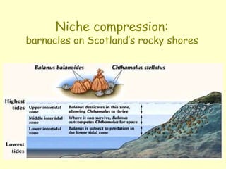 Niche compression:
barnacles on Scotland’s rocky shores
 