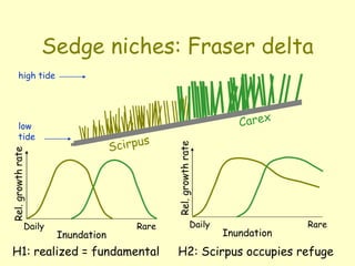 Sedge niches: Fraser delta
low
tide
high tide
Inundation
Daily Rare
Inundation
Daily Rare
H1: realized = fundamental H2: Scirpus occupies refuge
 