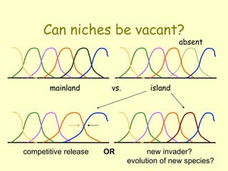 Can niches be vacant?
mainland vs. island
absent
new invader?
evolution of new species?
competitive release OR
 