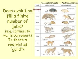 Does evolution
fill a finite
number of
jobs?
(e.g. community
wants burrower?)
Is there a
restricted
“guild”?
Burrower
Placental mammals Australian marsupi
 