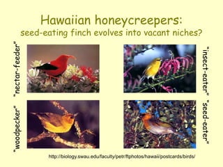 Hawaiian honeycreepers:
seed-eating finch evolves into vacant niches?
http://biology.swau.edu/faculty/petr/ftphotos/hawaii/postcards/birds/
“woodpecker”“nectar-feeder”
 