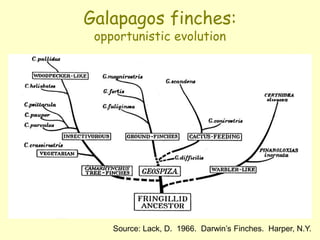 Galapagos finches:
opportunistic evolution
Source: Lack, D. 1966. Darwin’s Finches. Harper, N.Y.
 