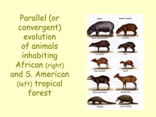 Parallel (or
convergent)
evolution
of animals
inhabiting
African (right)
and S. American
(left) tropical
forest
 