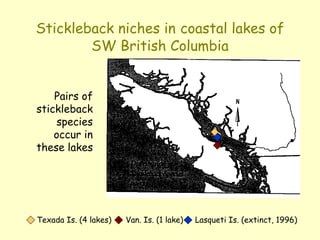 Stickleback niches in coastal lakes of
SW British Columbia
Texada Is. (4 lakes) Van. Is. (1 lake) Lasqueti Is. (extinct, 1996)
Pairs of
stickleback
species
occur in
these lakes
 