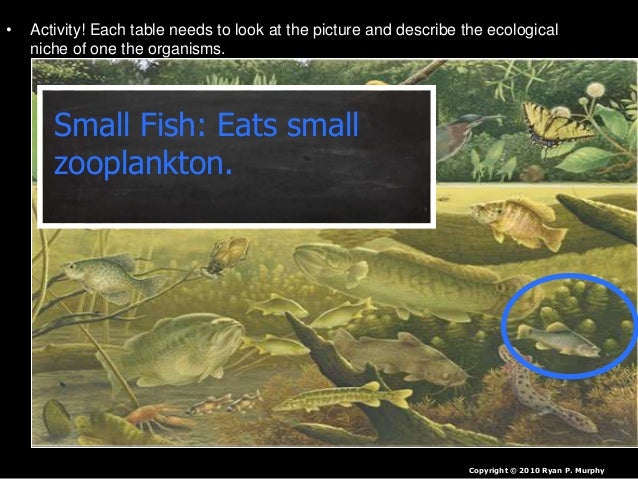 Niche, Limiting Factors, Human Population and More Lesson PowerPoint