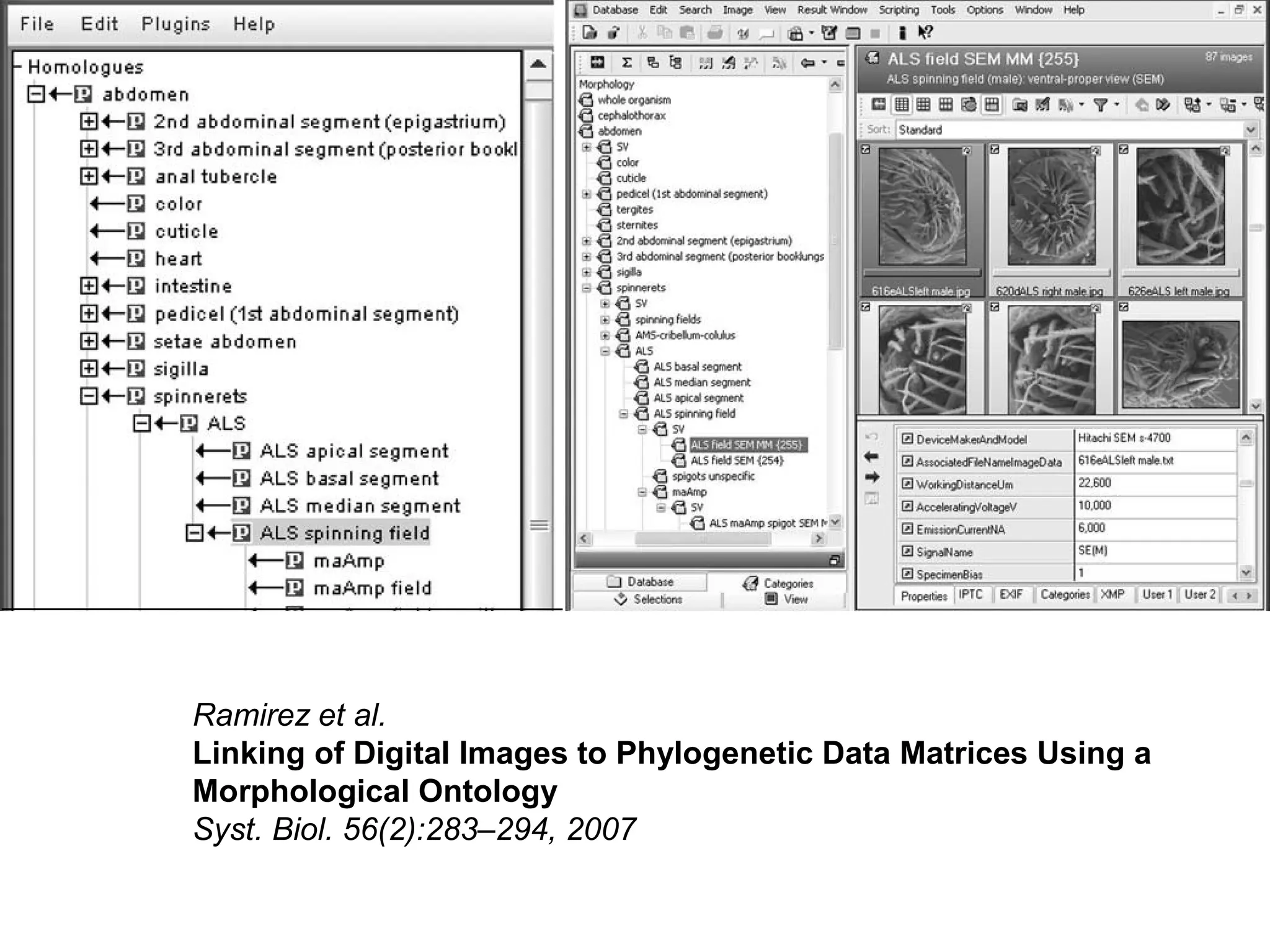 Ramirez et al.
Linking of Digital Images to Phylogenetic Data Matrices Using a
Morphological Ontology
Syst. Biol. 56(2):283–294, 2007
 