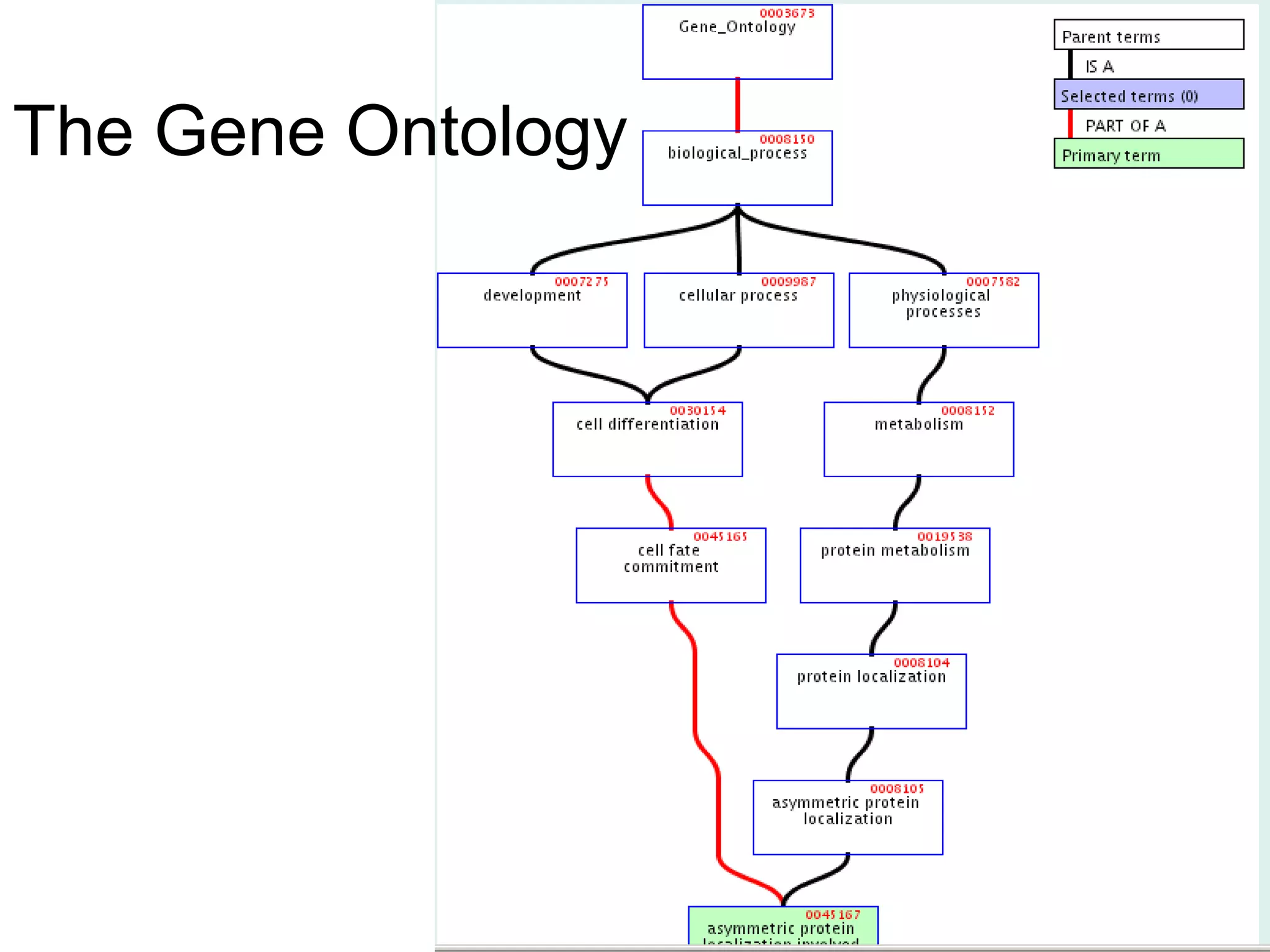 The Gene Ontology
 