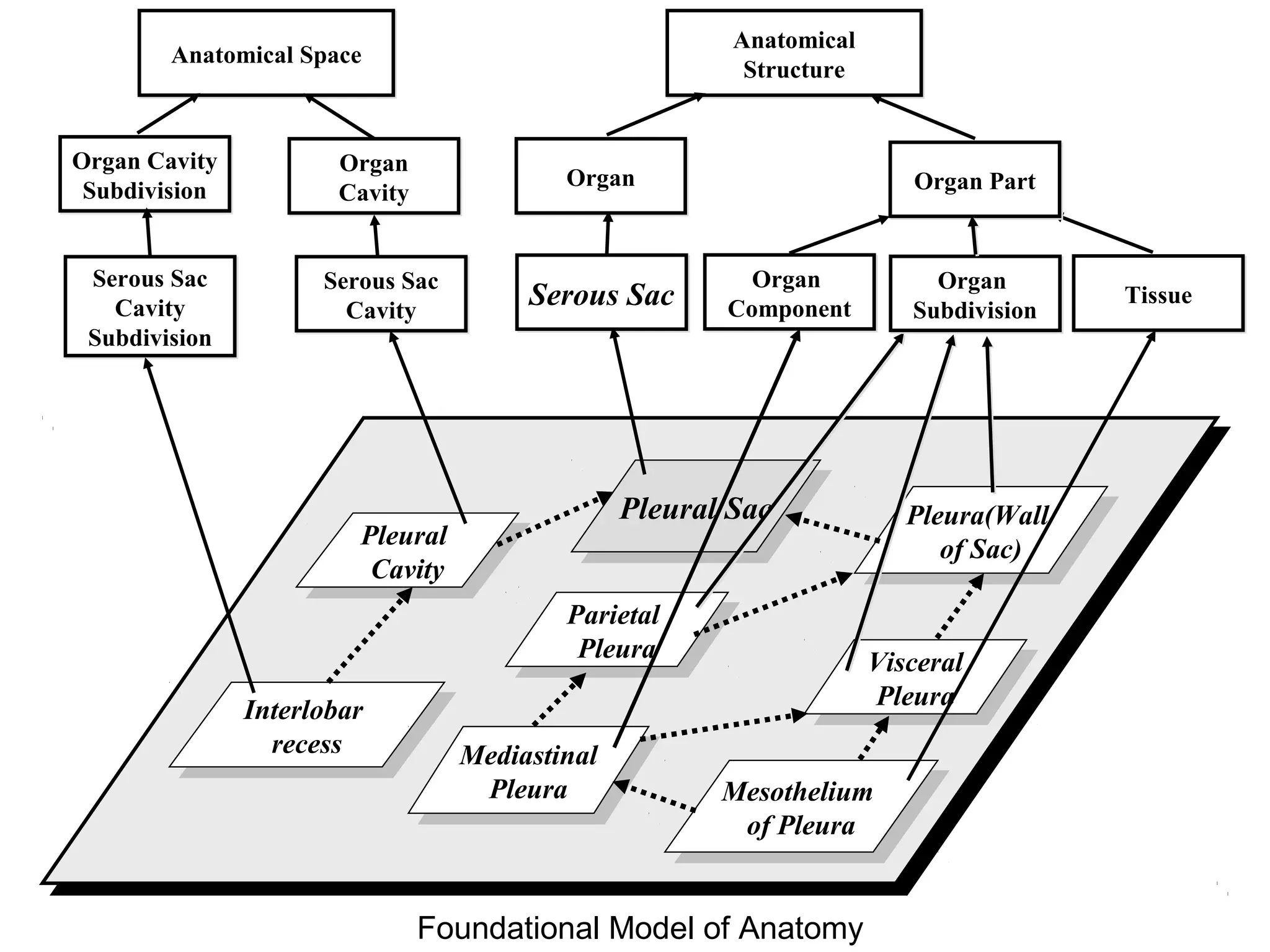 Pleural
Cavity
Pleural
Cavity
Interlobar
recess
Interlobar
recess
Mesothelium
of Pleura
Mesothelium
of Pleura
Pleura(Wall
of Sac)
Pleura(Wall
of Sac)
Visceral
Pleura
Visceral
Pleura
Pleural SacPleural Sac
Parietal
Pleura
Parietal
Pleura
Anatomical SpaceAnatomical Space
Organ
Cavity
Organ
Cavity
Serous Sac
Cavity
Serous Sac
Cavity
Anatomical
Structure
Anatomical
Structure
OrganOrgan
Serous SacSerous Sac
Mediastinal
Pleura
Mediastinal
Pleura
TissueTissue
Organ PartOrgan Part
Organ
Subdivision
Organ
Subdivision
Organ
Component
Organ
Component
Organ Cavity
Subdivision
Organ Cavity
Subdivision
Serous Sac
Cavity
Subdivision
Serous Sac
Cavity
Subdivision
Foundational Model of Anatomy
 