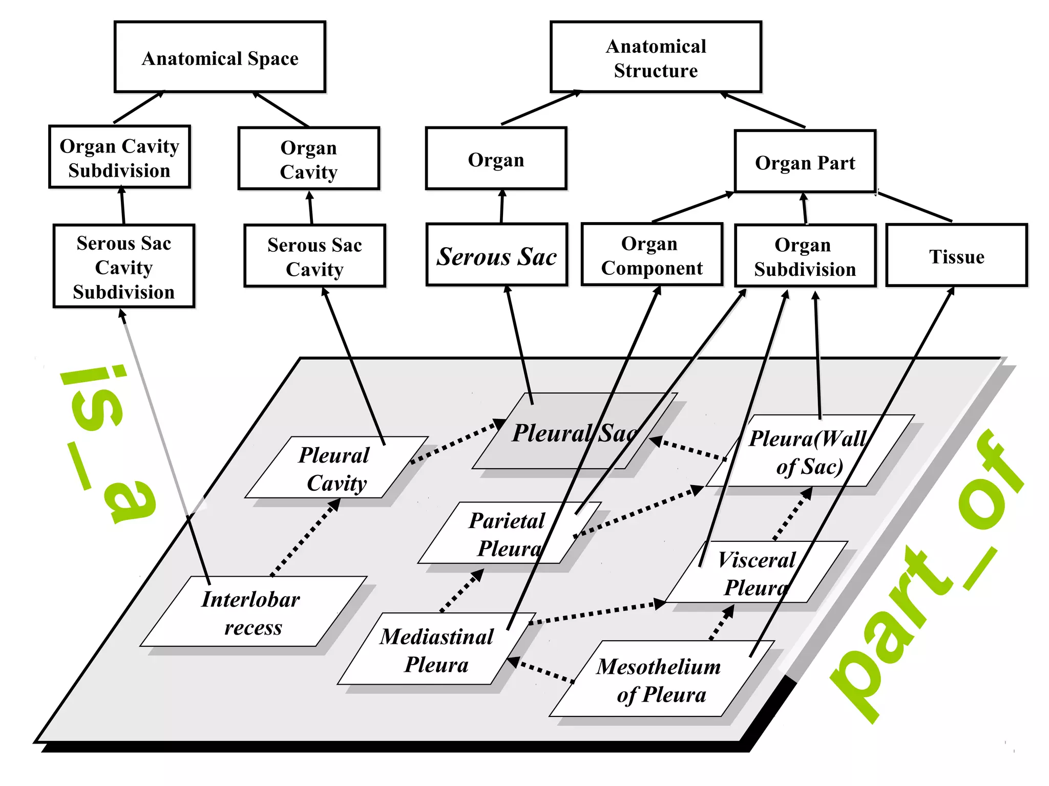 Pleural
Cavity
Pleural
Cavity
Interlobar
recess
Interlobar
recess
Mesothelium
of Pleura
Mesothelium
of Pleura
Pleura(Wall
of Sac)
Pleura(Wall
of Sac)
Visceral
Pleura
Visceral
Pleura
Pleural SacPleural Sac
Parietal
Pleura
Parietal
Pleura
Anatomical SpaceAnatomical Space
Organ
Cavity
Organ
Cavity
Serous Sac
Cavity
Serous Sac
Cavity
Anatomical
Structure
Anatomical
Structure
OrganOrgan
Serous SacSerous Sac
Mediastinal
Pleura
Mediastinal
Pleura
TissueTissue
Organ PartOrgan Part
Organ
Subdivision
Organ
Subdivision
Organ
Component
Organ
Component
Organ Cavity
Subdivision
Organ Cavity
Subdivision
Serous Sac
Cavity
Subdivision
Serous Sac
Cavity
Subdivision
part_of
is_a
 