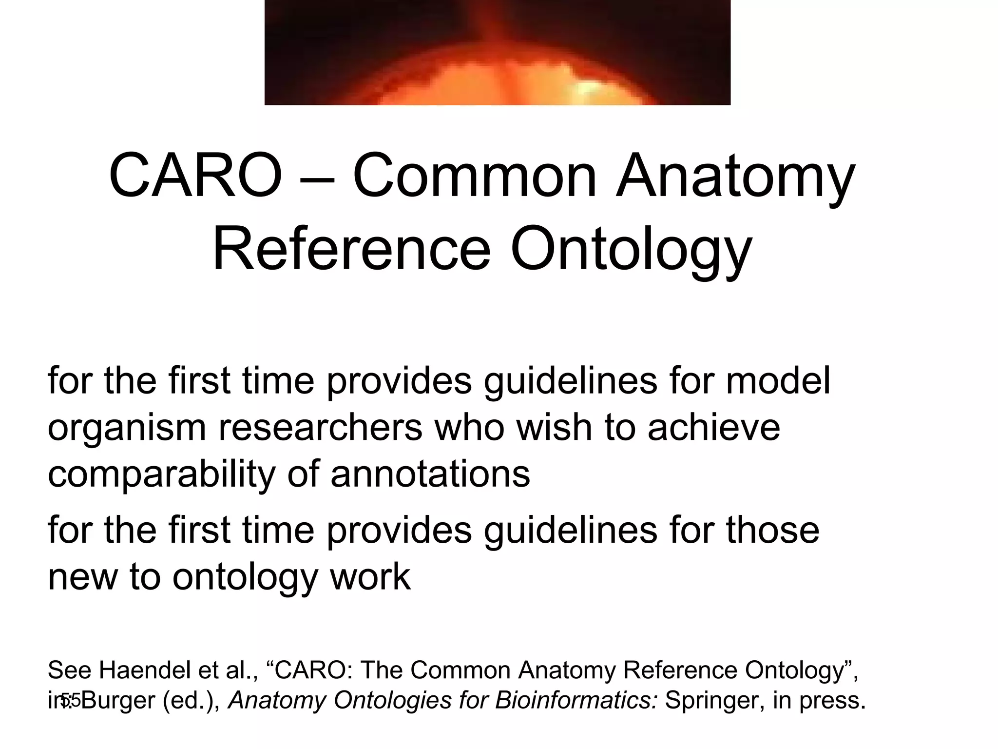 CARO – Common Anatomy
Reference Ontology
for the first time provides guidelines for model
organism researchers who wish to achieve
comparability of annotations
for the first time provides guidelines for those
new to ontology work
See Haendel et al., “CARO: The Common Anatomy Reference Ontology”,
in: Burger (ed.), Anatomy Ontologies for Bioinformatics: Springer, in press.55
 