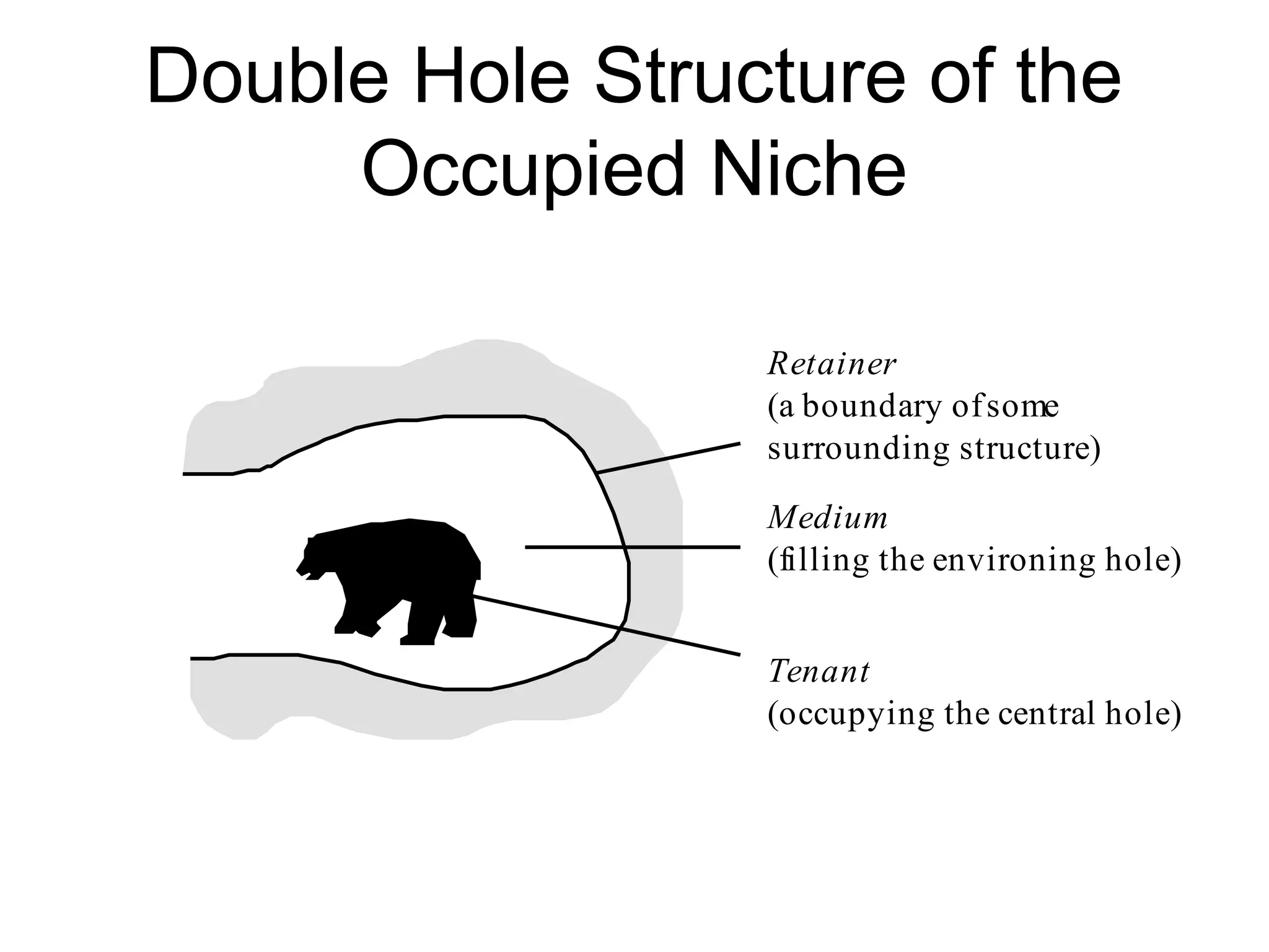 Double Hole Structure of the
Occupied Niche
Medium
(filling the environing hole)
Tenant
(occupying the central hole)
Retainer
(a boundary ofsome
surrounding structure)
 