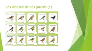 Les Oiseaux de nos jardins (1)
 
