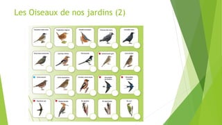 Les Oiseaux de nos jardins (2)
 