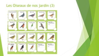 Les Oiseaux de nos jardin (3)
 