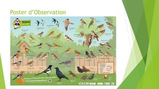 Poster d’Observation
 