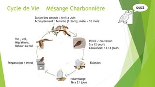 Cycle de Vie
Saison des amours : Avril a Juin
Accouplement : femelle [1-5ans], male > 10 mois
Ponte / couvaison
5 a 12 oeufs
Couvaison: 13-14 jours
Eclosion
Nourrissage
16 a 21 jours
Preparation / envol
Vie , vol,
Migrations,
Retour au nid
QUIZZ
Mésange Charbonnière
 
