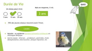 Durée de Vie
 70% des jeunes oiseaux meurent avant l’hiver.
 Maladie – ex epidemie bactérie Suttonella ornithocola en
Allemagne/Belgique
 Autres causes : diverses … predateurs, pesticides, froid,
deshydratation, electrocution, fatique migration, etc
3 ans
Un oiseau peut vivre:
Mais en moyenne, il vit:
CAUSES
QUIZZ
5 ans 15 ans 25 ans
 