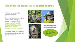 Mésanges et chenilles processionnaires
Une mésange peut
consommer jusqu'à :
Qui mange les chenilles
processionnaires:
les mésanges (charbonnières,
noires, bleue, à longue
queue…) mais aussi le
coucou gris, le geai, le
loriot, les grives, la pie
grièche, la huppe,
l’engoulevent, le roitelet …
=> Placer le nid sur l’arbre qui
presente des nids de chenilles
processionnaires
??
500 chenilles
par jour
 