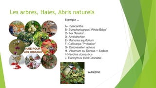 Les arbres, Haies, Abris naturels
A- Pyracantha
B- Symphoricarpos 'White Edge'
C- Ilex 'Alaska'
D- Amelanchier
E- Mahonia aquifolium
F- Callicarpa 'Profusion'
G- Cotoneaster lacteus
H- Viburnum ou Sorbus = Sorbier
I- Nandina domestica
J- Euonymus 'Red Cascade'.
Exemple …
Aubépine
 