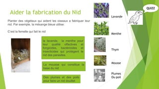 Aider la fabrication du Nid
Planter des végétaux qui aident les oiseaux a fabriquer leur
nid. Par exemple, la mésange bleue utilise:
C’est la femelle qui fait le nid
Lavande
Menthe
Thym
Mousse
Plumes
Ou poil
la lavande, la menthe pour
leur qualité olfactives et
fongicides, bactéricides et
insecticides qui protègent le
nid des parasites.
La mousse qui constitue la
base du nid
Des plumes et des poils
pour faire un nid douillet
QUIZZ
 