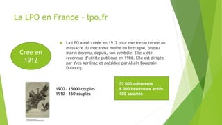 La LPO en France – lpo.fr
 La LPO a été créée en 1912 pour mettre un terme au
massacre du macareux moine en Bretagne, oiseau
marin devenu, depuis, son symbole. Elle a été
reconnue d’utilité publique en 1986. Elle est dirigée
par Yves Verilhac et présidée par Allain Bougrain
Dubourg.
Cree en
1912
1900 – 15000 couples
1910 – 150 couples
57 000 adhérents
8 000 bénévoles actifs
400 salariés
 
