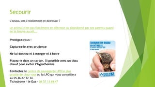Secourir
L’oiseau est-il réellement en détresse ?
un animal n'est pas forcément en détresse ou abondonné par ses parents quand
on le trouve au sol...
Protégez-vous !
Capturez-le avec prudence
Ne lui donnez ni à manger ni à boire
Placez-le dans un carton. Si possible avec un tissu
chaud pour eviter l’hypothermie
Contactez le centre de sauvegarde LPO le plus
proche de chez vous ou la LPO qui vous conseillera
au 05 46 82 12 34.
Tichodrome – le Gua - 04 57 13 69 47
 