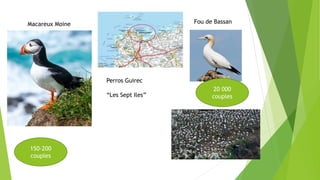 150-200
couples
20 000
couples
Macareux Moine Fou de Bassan
Perros Guirec
“Les Sept Iles”
 