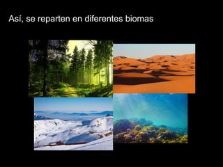 Así, se reparten en diferentes biomas
 