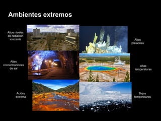 Ambientes extremos
Acidez
extrema
Altos niveles
de radiación
ionizante
Altas
temperaturas
Bajas
temperaturas
Altas
concentraciones
de sal
Altas
presiones
 