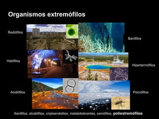 Organismos extremófilos
Acidófilos
Radiófilos
Hipertermófilos
Psicrófilos
Halófilos
Barófilos
Xerófilos, alcalófilos, criptoendolitos, metalotolerantes, osmófilos, poliextremófilos
 