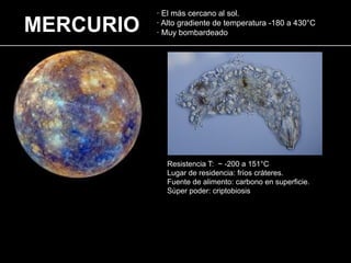· El más cercano al sol.
· Alto gradiente de temperatura -180 a 430°C
· Muy bombardeado
MERCURIO
Resistencia T: ~ -200 a 151°C
Lugar de residencia: fríos cráteres.
Fuente de alimento: carbono en superficie.
Sùper poder: criptobiosis
 
