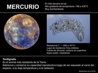 · El más cercano al sol.
· Alto gradiente de temperatura -180 a 430°C
· Muy bombardeado
MERCURIO
Resistencia T: ~ -200 a 151°C
Lugar de residencia: fríos cráteres.
Fuente de alimento: carbono en superficie.
Sùper poder: criptobiosis
Tardígrado
Es el animal más resistente de la Tierra.
Sobrevive y conserva su capacidad reproductiva luego de ser expuesto al vacío del
espacio, a su baja temperatura y a la radiación.
(Hashimoto et al. 2016)
 