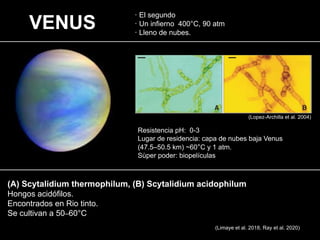 VENUS
· El segundo
· Un infierno 400°C, 90 atm
· Lleno de nubes.
(Lopez-Archilla et al. 2004)
Resistencia pH: 0-3
Lugar de residencia: capa de nubes baja Venus
(47.5–50.5 km) ~60°C y 1 atm.
Sùper poder: biopelículas
(A) Scytalidium thermophilum, (B) Scytalidium acidophilum
Hongos acidófilos.
Encontrados en Rio tinto.
Se cultivan a 50–60°C
(Limaye et al. 2018, Ray et al. 2020)
 