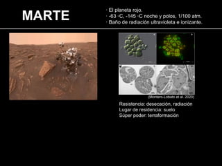MARTE
· El planeta rojo.
· -63 ◦C, -145 ◦C noche y polos, 1/100 atm.
· Baño de radiación ultravioleta e ionizante.
Resistencia: desecación, radiación
Lugar de residencia: suelo
Sùper poder: terraformación
(Montero-Lobato et al. 2020)
 