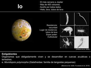 Io
· El más cercano a Júpiter
· Más de 400 volcanes.
· Azufre por todos lados.
· Hielo, lava, tubos de lava
(Wilkens et al. 2009)
Resistencia:
oscuridad
Lugar de residencia:
tubos de lava
Sùper poder:
multicelular
Estigobiontes
Organismos que obligadamente viven y se desarrollan en cuevas acuàticas o
terrestres.
e. Munidopsis polymorpha (Galatheidae: familia de langostas pequenas)
(Morono et al. 2020, Furukawa et al. 2019)
 