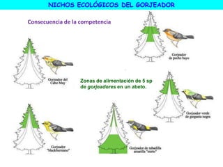 Consecuencia de la competencia
Zonas de alimentación de 5 sp
de gorjeadores en un abeto.
NICHOS ECOLÓGICOS DEL GORJEADOR
 