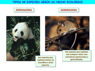 TIPOS DE ESPECIES SEGÚN SU NICHO ECOLÓGICO
ESPECIALISTAS GENERALISTAS
Son especies que
explotan nichos no
accesibles a otras
especies.
Son especies que explotan
casi cualquier nicho. Son
comedores oportunistas y
generalizados.
 