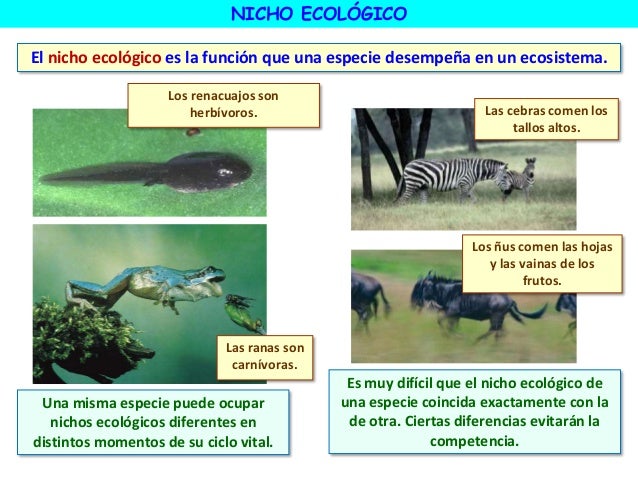 Nicho y habitat