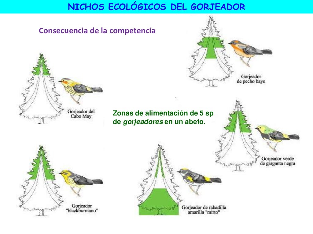 Qual A Diferença Entre Habitat E Nicho